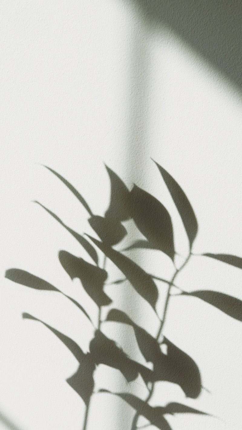 The shadow of eucalyptus leaves on a pale wall, in ink duotone.